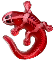 Dissect-It® Salamander Lab